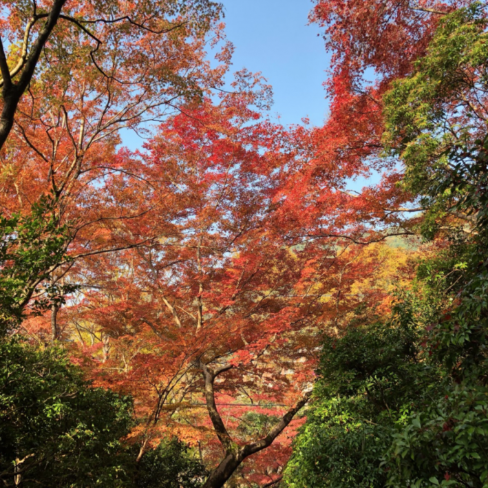 Finding Hope in the Japanese Maples
