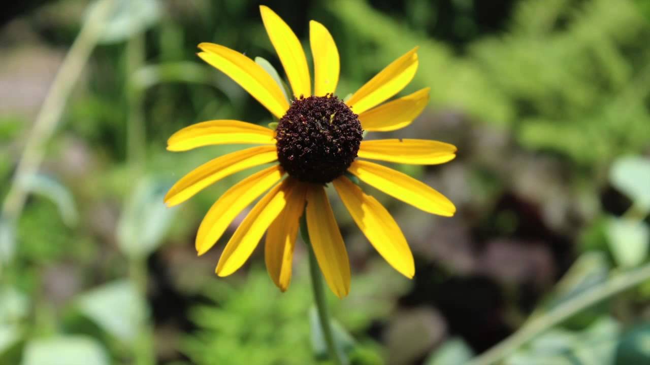 Compassionate Body Scan | 20 Minute Guided Meditation